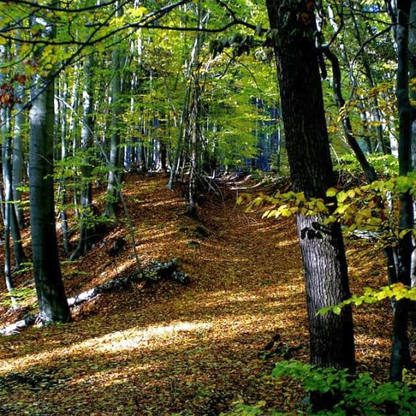Wandernadel Sonderstempel