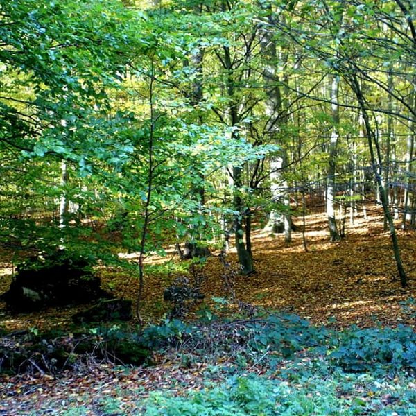 Wandernadel Sonderstempel