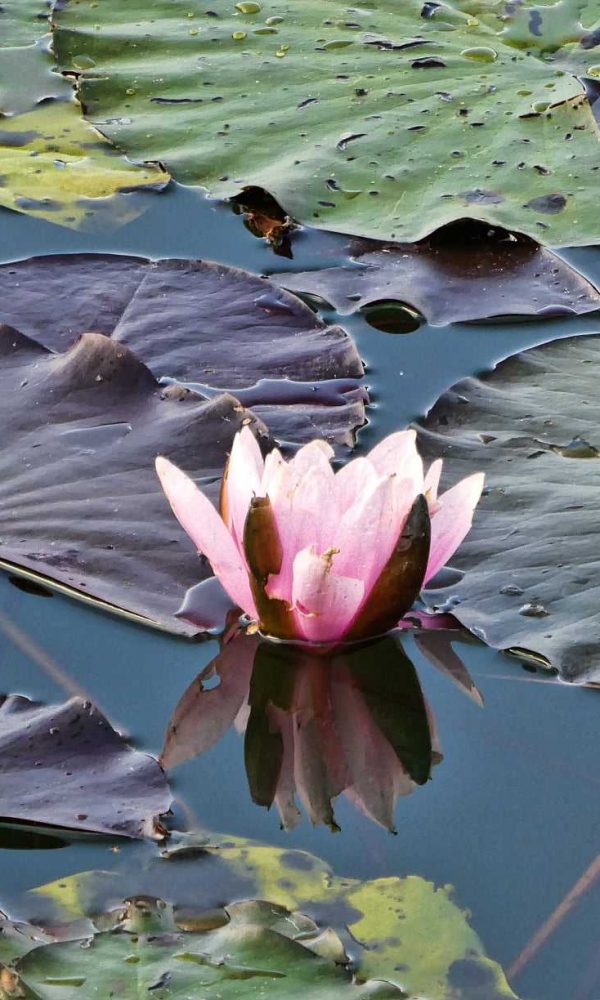 Seerose am Vienenburger See