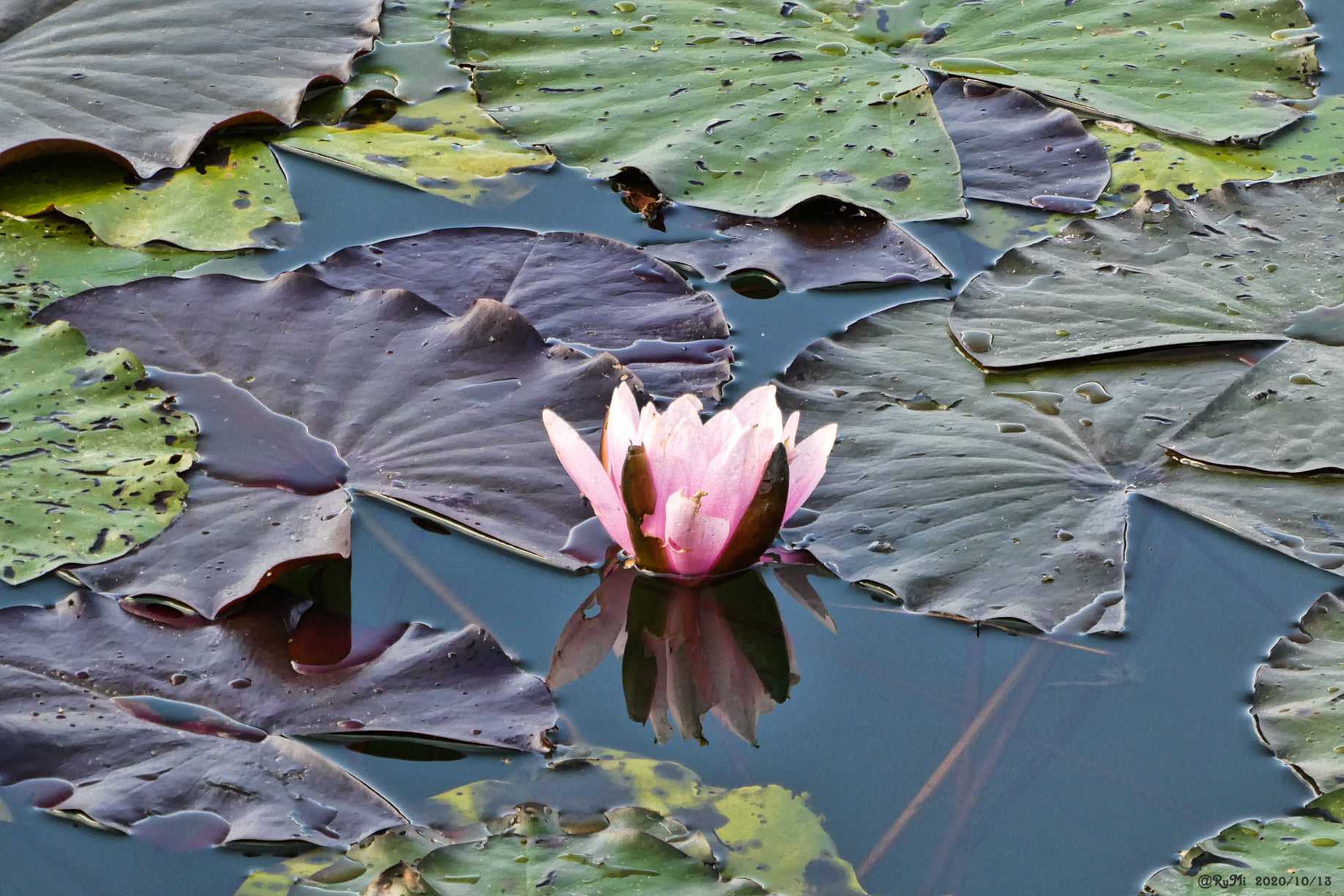 Seerose am Vienenburger See