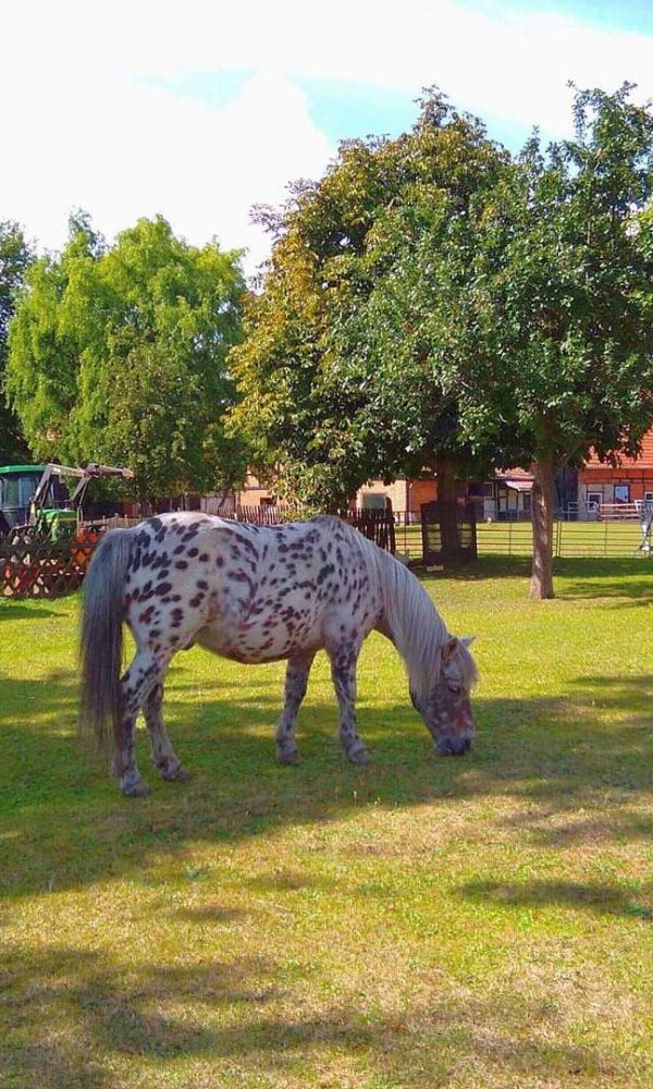 Pferd in Hahndorf
