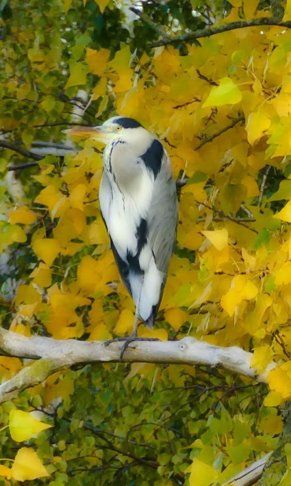 Wildlife