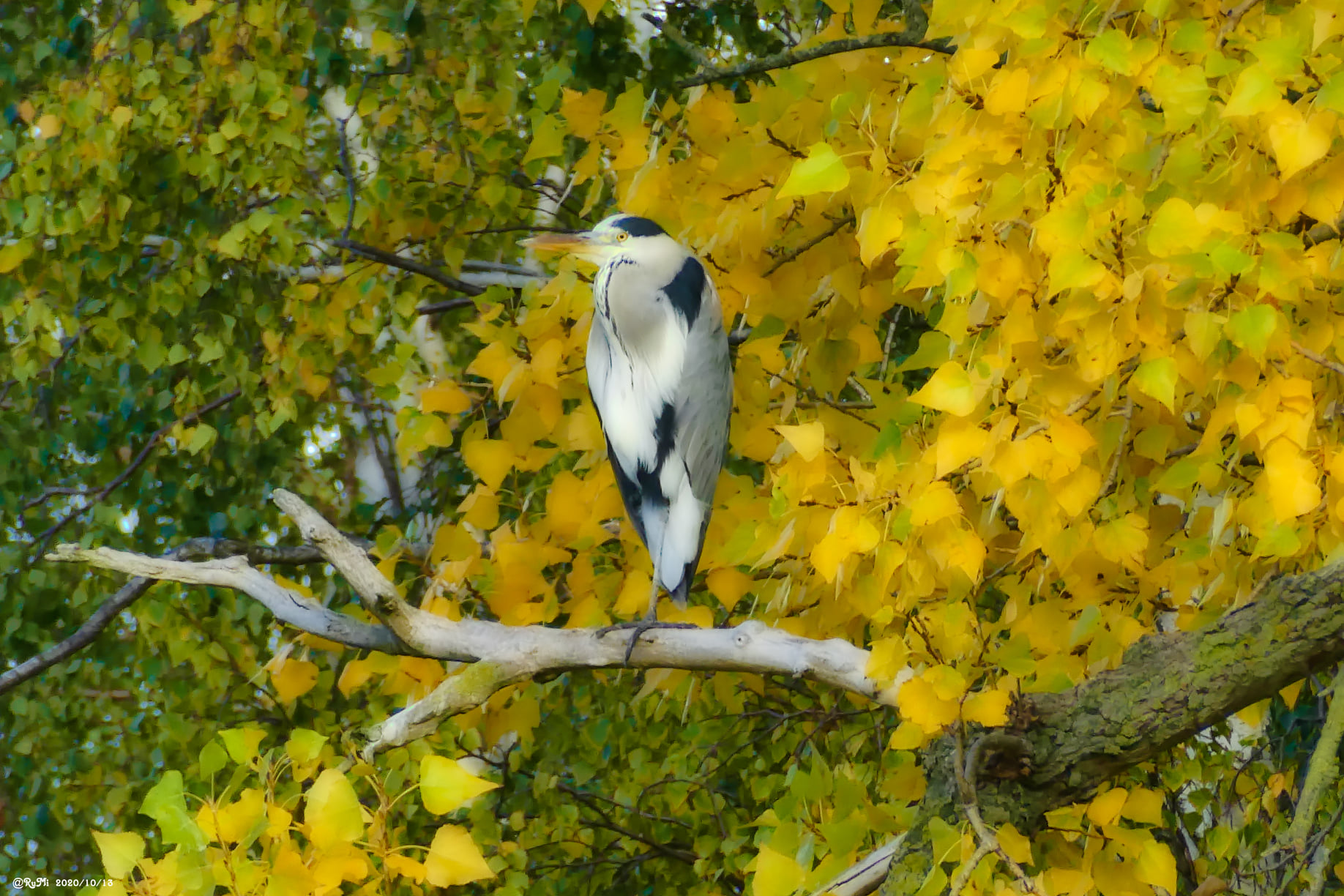 Wildlife