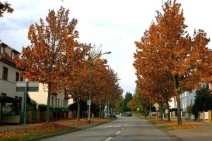 Herbst in Quedlinburg