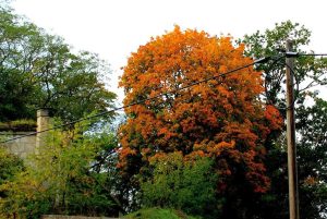 Herbst in Quedlinburg