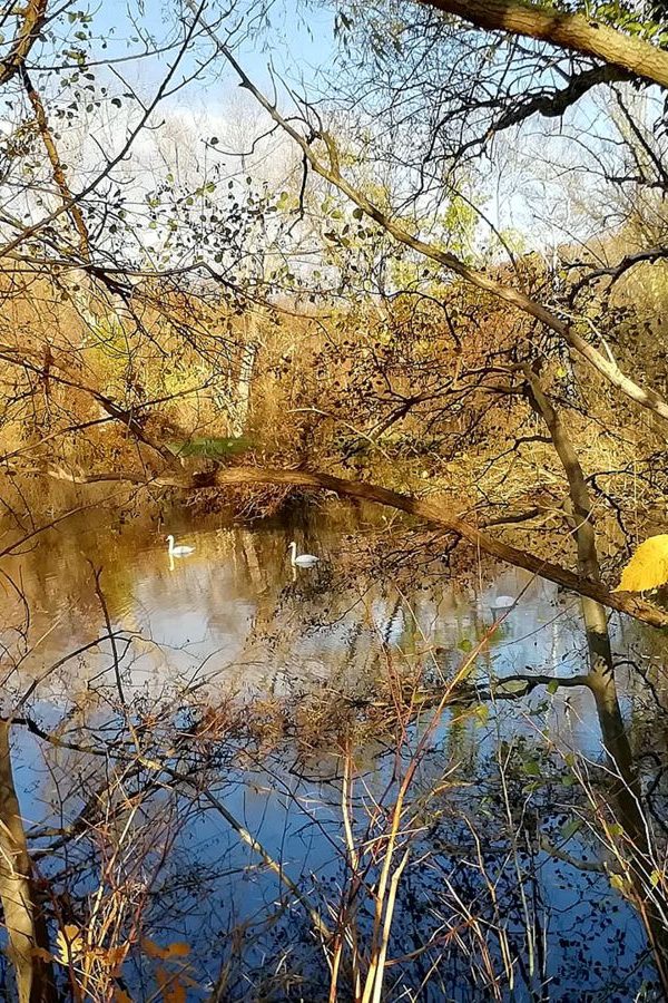 Am Vienenburger See November 2020