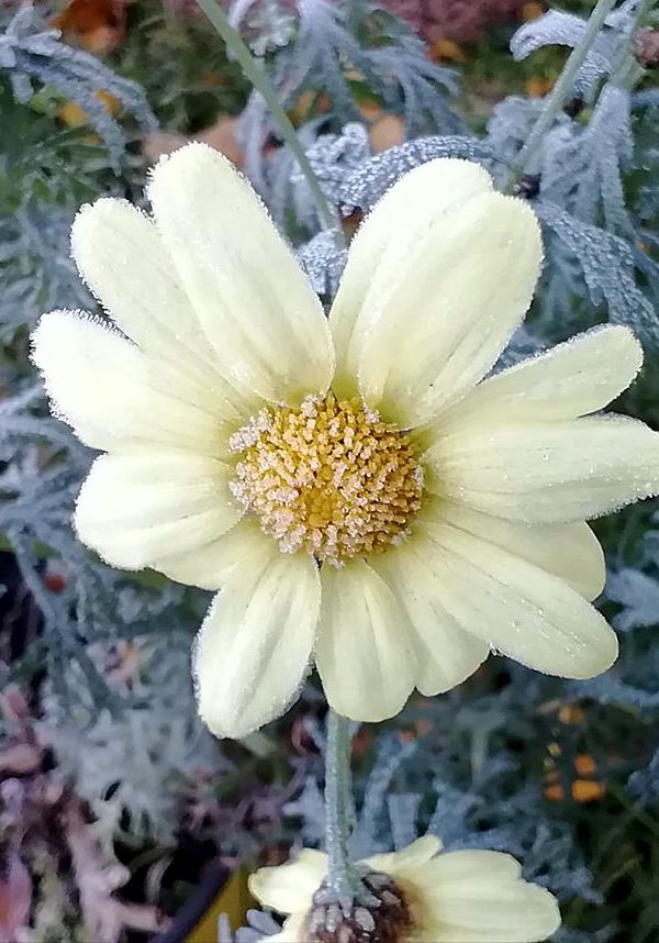 Frostige Blume