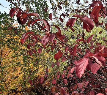 Herbst