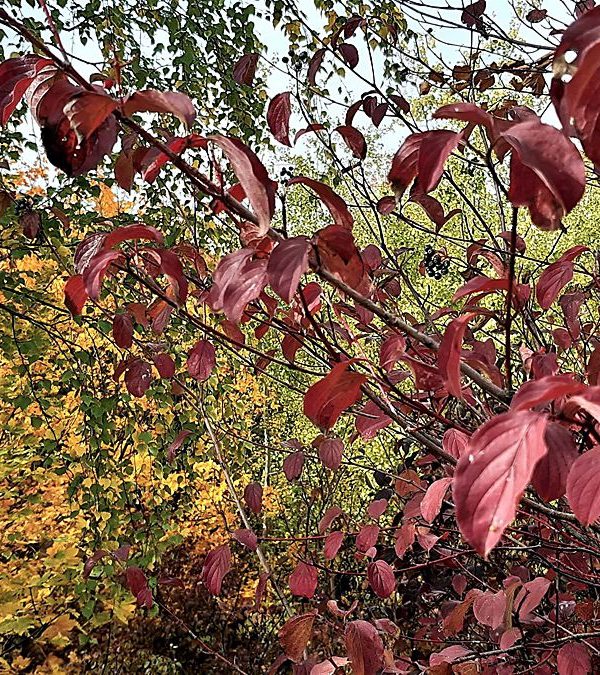 Herbst