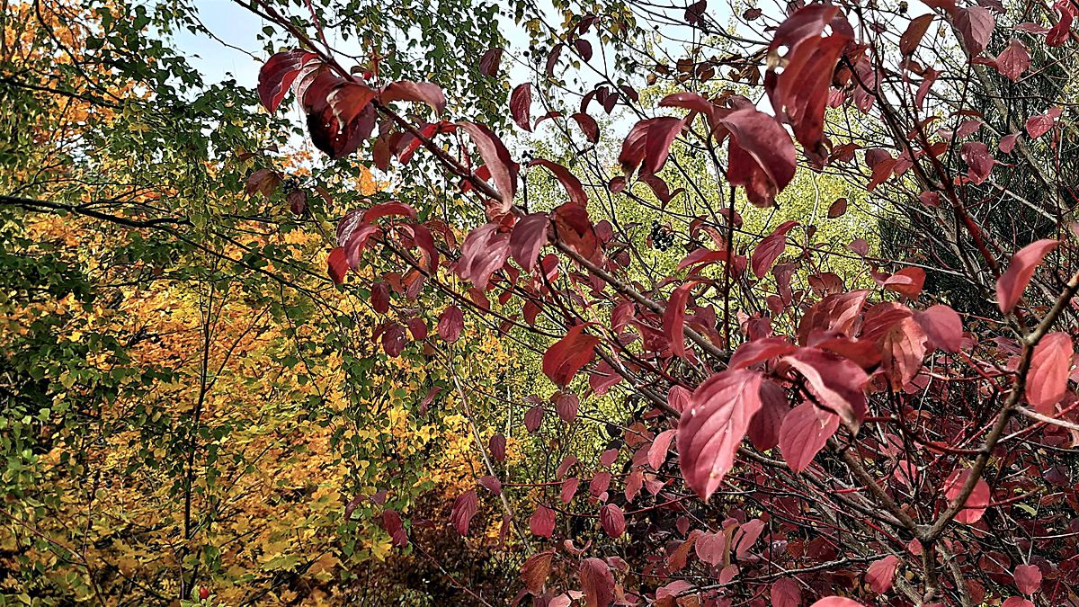 Herbst