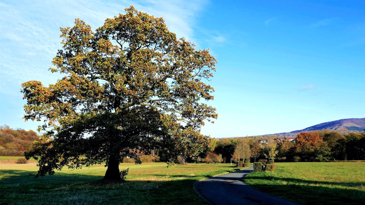 Die alte Eiche