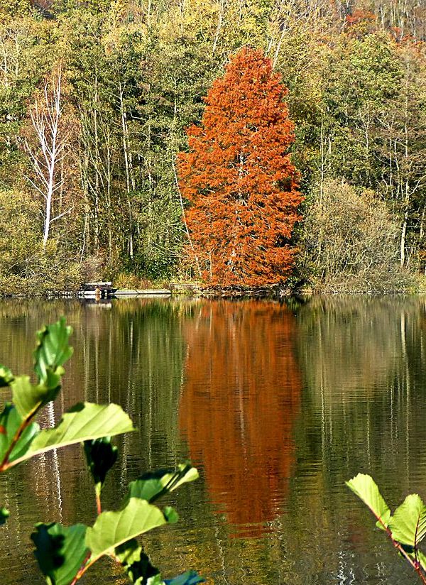 Rote Schönheit