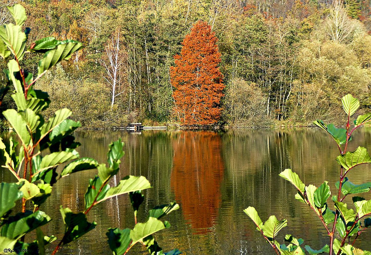Rote Schönheit
