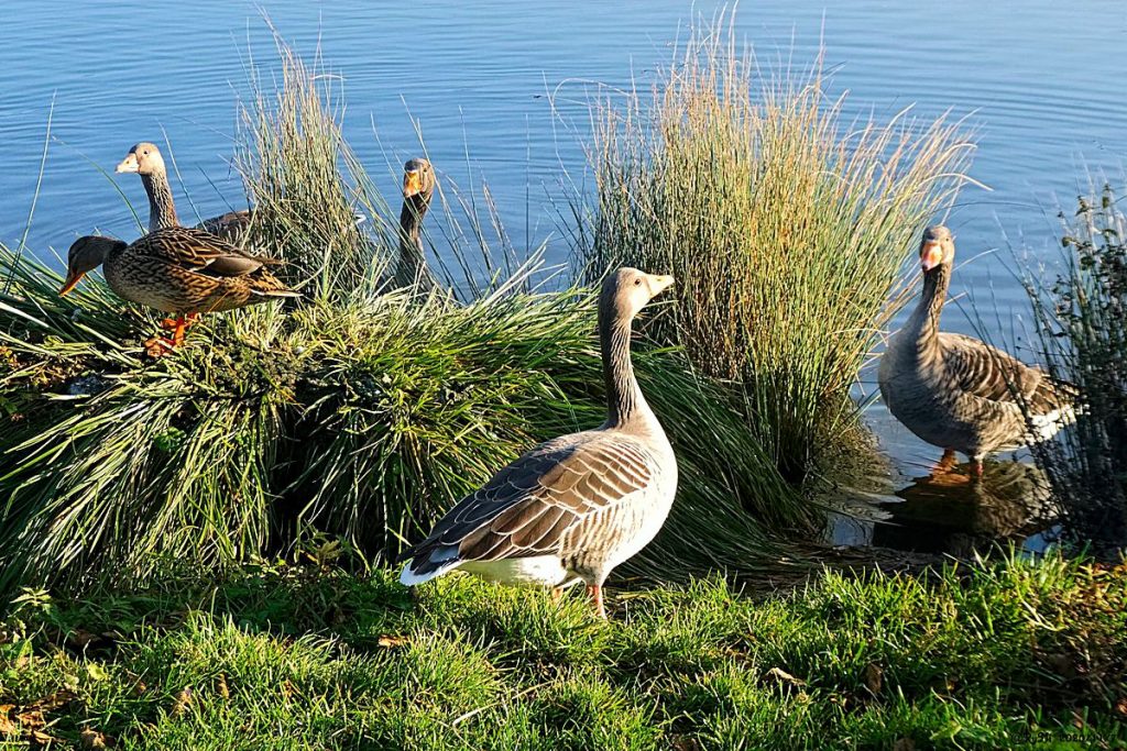 Wildlife