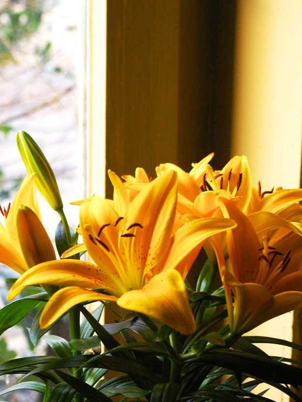 Web blume 5 1 600x798