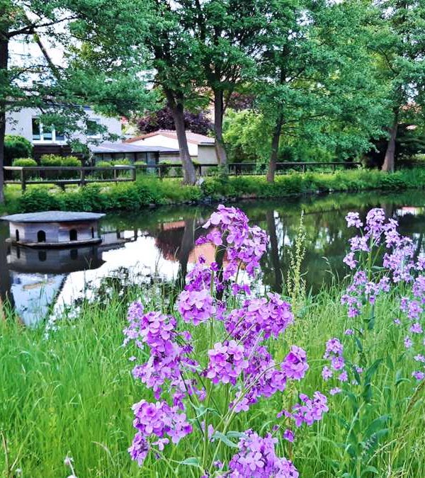 Blume Schlewecke dorfteich