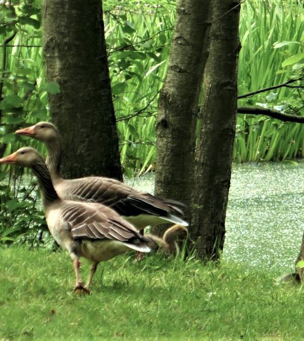Gänse
