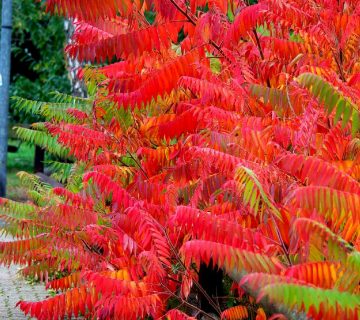 Herbst