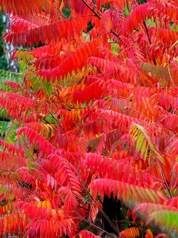 Herbst